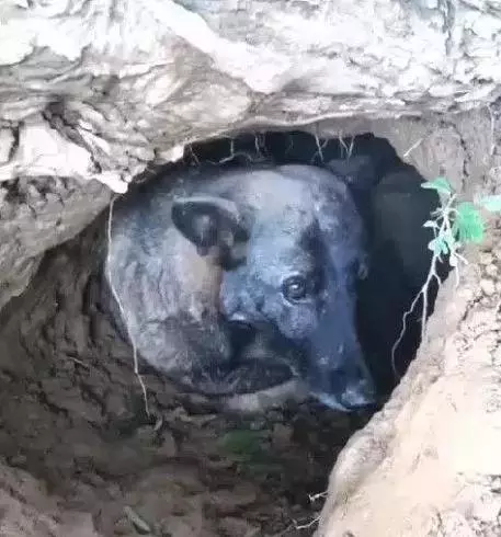 狗狗自己偷偷跑到外面挖洞,主人看後淚流滿面,狗狗:主人你快回去吧,我老的走不動了,沒法再陪你啦,我下輩子再來陪你