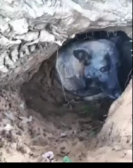 狗狗自己偷偷跑到外面挖洞,主人看後淚流滿面,狗狗:主人你快回去吧,我老的走不動了,沒法再陪你啦,我下輩子再來陪你