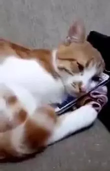 貓咪的女主人去了天國,當貓咪在手機上再一次看到她的視頻後......