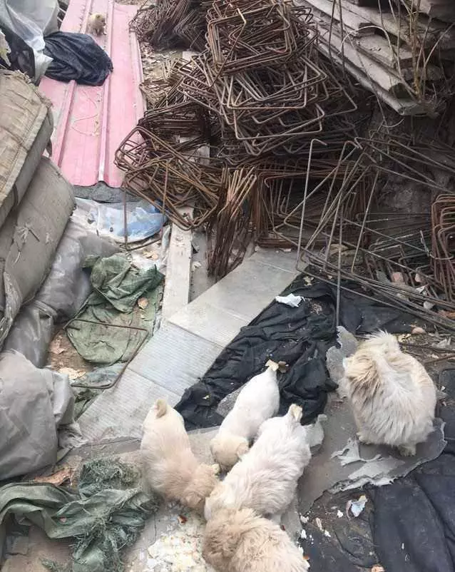 流浪狗媽媽拖著路人的褲腳來到角落,路人跟去感動落淚!可憐的狗狗啊!讓人心痛