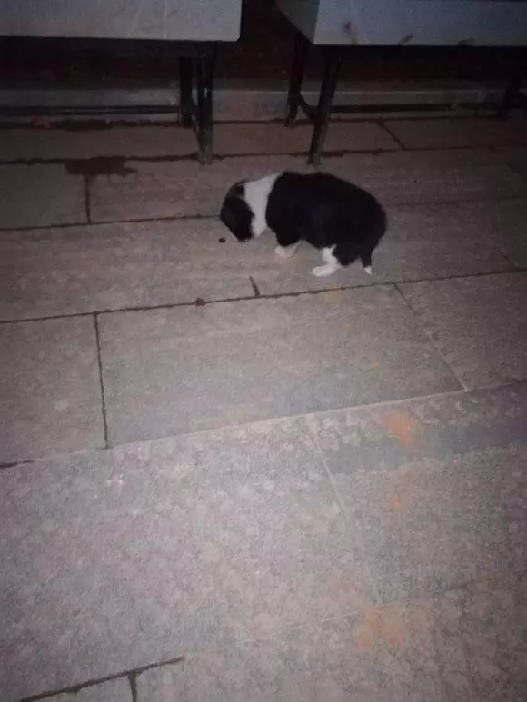 夜裡遇到流浪小奶狗,回家盛些剩飯,次日清晨再看到狗狗時讓我深深感動!