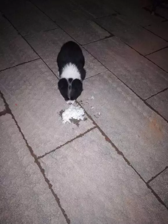 夜裡遇到流浪小奶狗,回家盛些剩飯,次日清晨再看到狗狗時讓我深深感動!