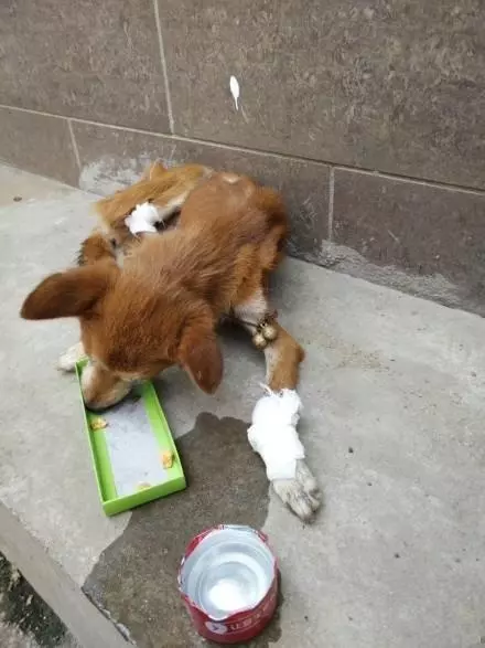 狗狗的三條腿被人為的掰斷了,醫生建議是給狗狗安樂,女孩落下眼淚,我會抱著你一起走過餘生