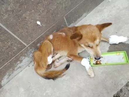 狗狗的三條腿被人為的掰斷了,醫生建議是給狗狗安樂,女孩落下眼淚,我會抱著你一起走過餘生