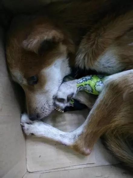 狗狗的三條腿被人為的掰斷了,醫生建議是給狗狗安樂,女孩落下眼淚,我會抱著你一起走過餘生