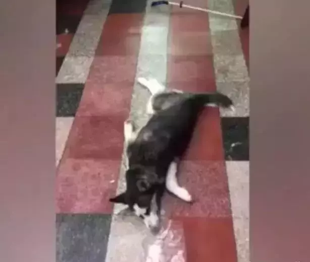 哈士奇半夜偷麵包,二哈成功殺死自己,主人發現時一切都已經晚了