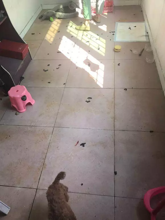 愛它就要珍惜它,主人去外地出差,竟把泰迪狗狗自己放在家裡14天,當他打開門時讓人痛心