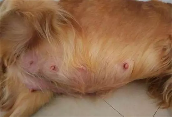 出差一個月後回來,老婆竟然對懷孕狗狗做出這種事,直言要跟老婆離婚