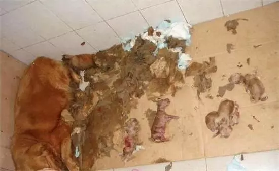 出差一個月後回來,老婆竟然對懷孕狗狗做出這種事,直言要跟老婆離婚
