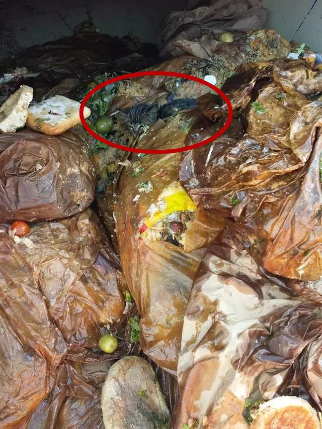 焚化廠焚燒垃圾時,卻發生了意外,垃圾堆內竟傳來了哀嚎聲,司機下車查看後讓人心痛!