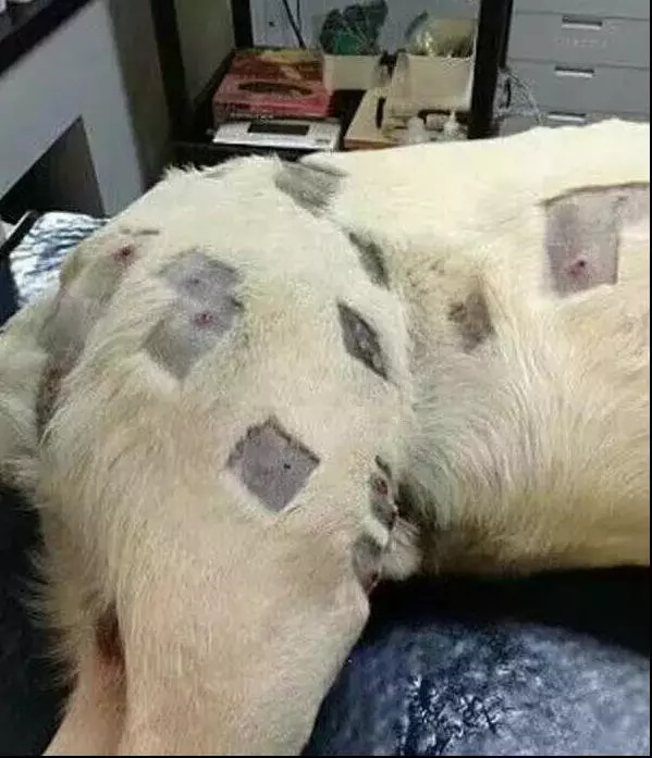 狗狗身中幾十槍子彈,醫生卻說出了一個令主人極度憤怒的解釋!