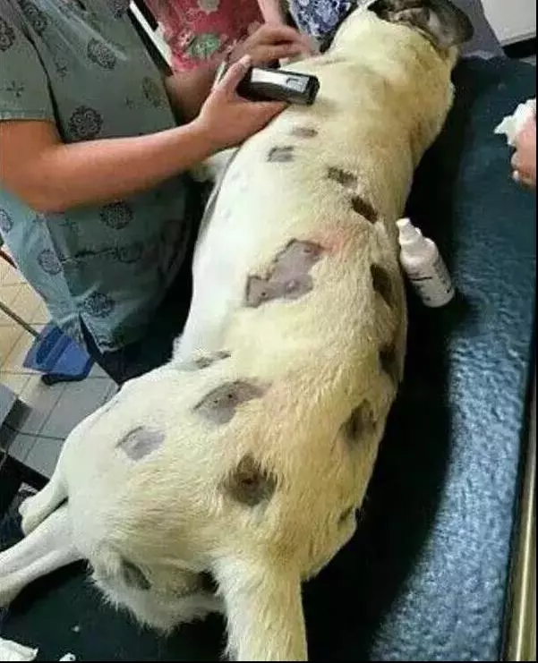 狗狗身中幾十槍子彈,醫生卻說出了一個令主人極度憤怒的解釋!