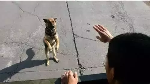 主人求你留下來好嗎?我這輩子只認你一個主人!