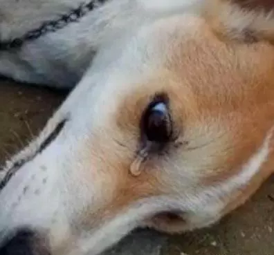 爸媽丟了狗狗三次,最後一次苦求無果,狗子自殺了!