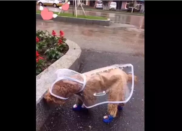 主人在網上給狗狗買了雨衣,沒想到狗狗專挑下雨天出門,主人很後悔!