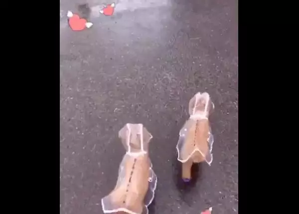 主人在網上給狗狗買了雨衣,沒想到狗狗專挑下雨天出門,主人很後悔!