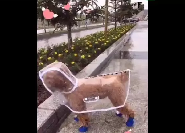 主人在網上給狗狗買了雨衣,沒想到狗狗專挑下雨天出門,主人很後悔!