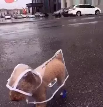 主人在網上給狗狗買了雨衣,沒想到狗狗專挑下雨天出門,主人很後悔!