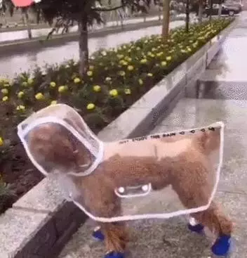 主人在網上給狗狗買了雨衣,沒想到狗狗專挑下雨天出門,主人很後悔!
