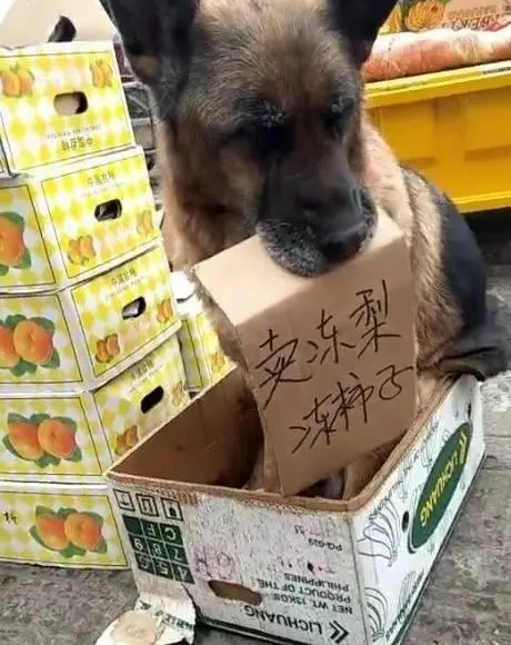 老狗端坐在水果攤前,路人走近一看,看清紙上的字後忍不住笑了!主人應該好好犒勞一下狗狗啦!