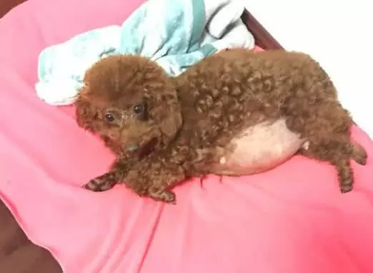 泰迪意外懷孕,兩個月後生了7隻小奶狗,主人一看樂了:小金毛?
