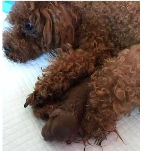 狗狗剛生孩子,看到小主人被人弄哭就去咬,結果被主人冤枉暴打
