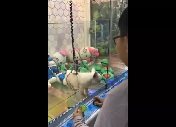 娃娃機內出現狗狗,任由客人夾著玩!網友回復:生無可戀