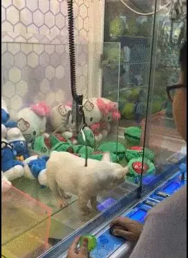 娃娃機內出現狗狗,任由客人夾著玩!網友回復:生無可戀