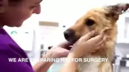 狗狗為了保護孩子,結果被人販子砍掉半個腦袋,被救後狗狗的樣子讓人淚目!