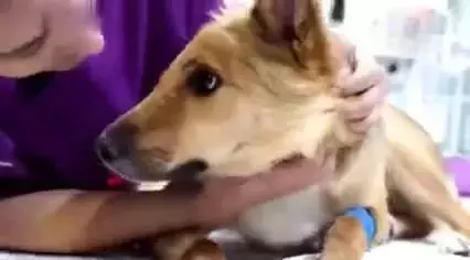 狗狗為了保護孩子,結果被人販子砍掉半個腦袋,被救後狗狗的樣子讓人淚目!