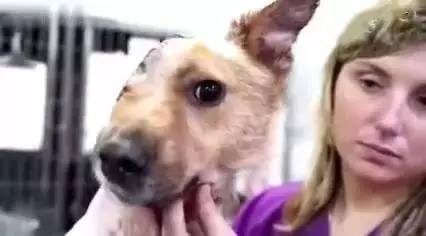 狗狗為了保護孩子,結果被人販子砍掉半個腦袋,被救後狗狗的樣子讓人淚目!