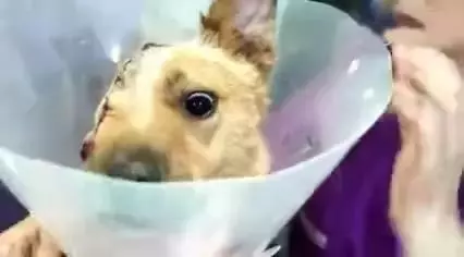 狗狗為了保護孩子,結果被人販子砍掉半個腦袋,被救後狗狗的樣子讓人淚目!