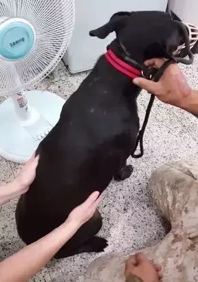 台灣校園狗,每次回到學校都傷痕累累,找到兇手後知道小黑狗的感人秘密!