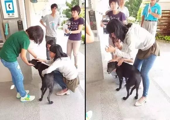 台灣校園狗,每次回到學校都傷痕累累,找到兇手後知道小黑狗的感人秘密!