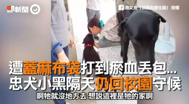 台灣校園狗,每次回到學校都傷痕累累,找到兇手後知道小黑狗的感人秘密!