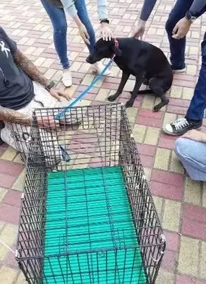 台灣校園狗,每次回到學校都傷痕累累,找到兇手後知道小黑狗的感人秘密!