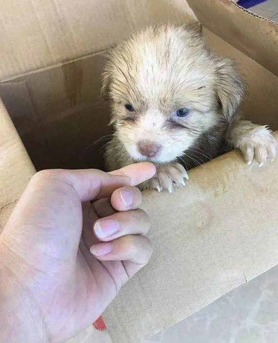 可憐小奶狗被丟棄雨中,坐地上哀嚎地撕心裂肺!好心姑娘太棒了!