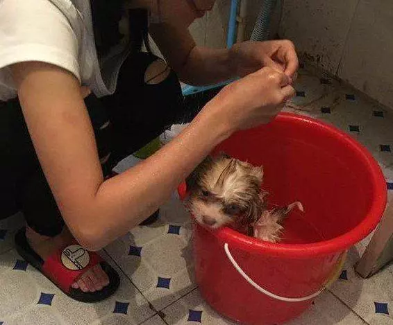 可憐小奶狗被丟棄雨中,坐地上哀嚎地撕心裂肺!好心姑娘太棒了!
