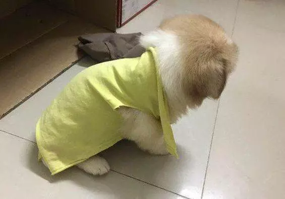 可憐小奶狗被丟棄雨中,坐地上哀嚎地撕心裂肺!好心姑娘太棒了!
