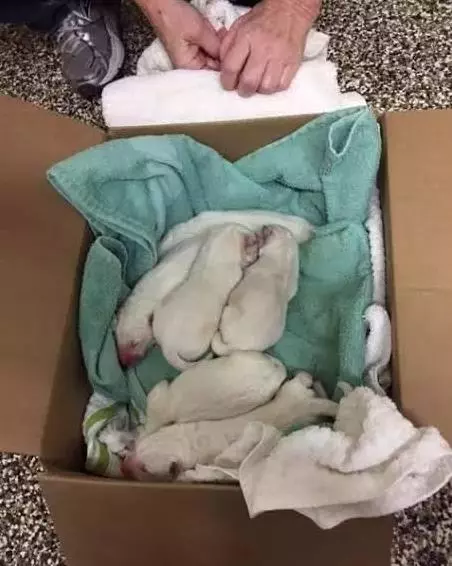 母狗被救助免遭屠宰,可敏感的它依然膽小恐慌!仔細觀察後,發現感人答案!