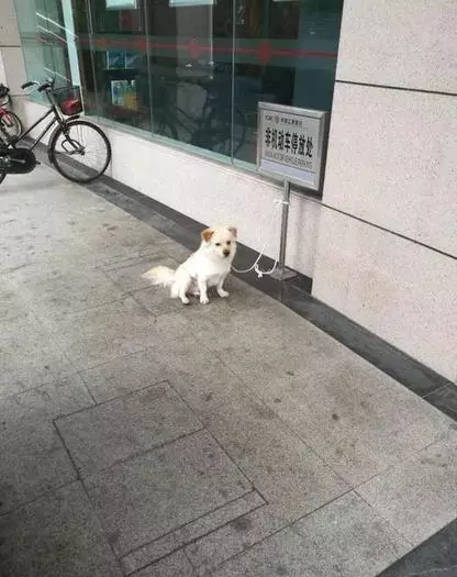 去銀行看到一隻狗被拴在牌子上,再一看上面的字……沒毛病