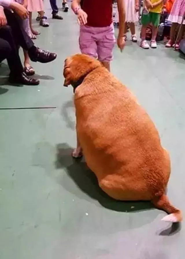 校園狗狗胖成獼猴桃,為狗狗健康著想,校長安排老師監督它減肥