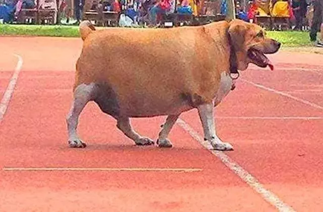 校園狗狗胖成獼猴桃,為狗狗健康著想,校長安排老師監督它減肥