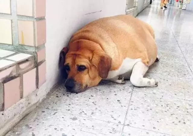 校園狗狗胖成獼猴桃,為狗狗健康著想,校長安排老師監督它減肥