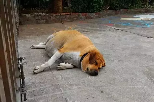 校園狗狗胖成獼猴桃,為狗狗健康著想,校長安排老師監督它減肥
