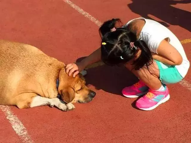 校園狗狗胖成獼猴桃,為狗狗健康著想,校長安排老師監督它減肥