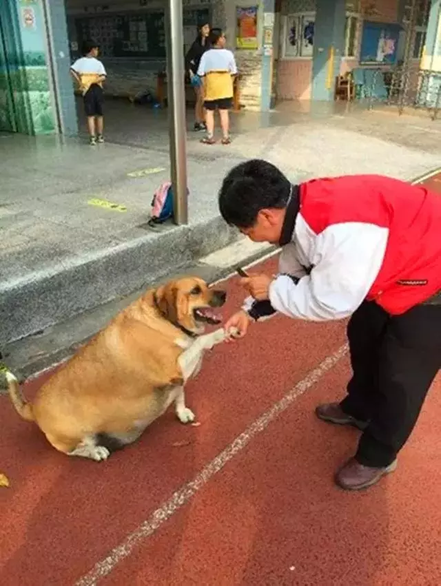 校園狗狗胖成獼猴桃,為狗狗健康著想,校長安排老師監督它減肥