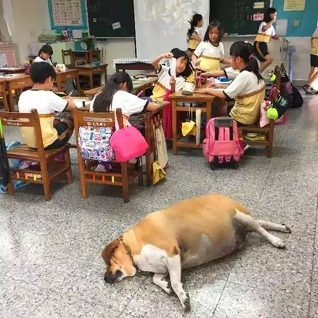 校園狗狗胖成獼猴桃,為狗狗健康著想,校長安排老師監督它減肥