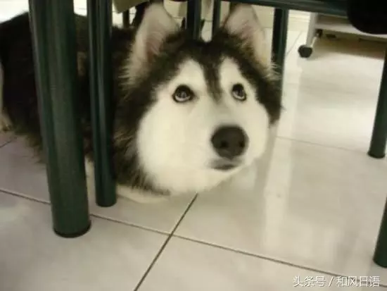 跟貓在一起生活久了,這些狗都認為自己是貓了