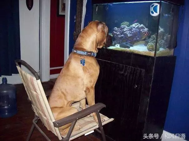 跟貓在一起生活久了,這些狗都認為自己是貓了